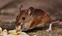 24 Hour & Emergency Exterminators in Brookpark, OH